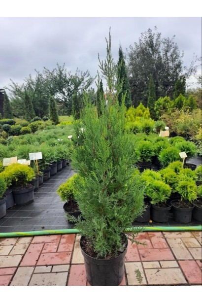 Кипарис Лейланда Блю Джинс  5л/вис.70-80см/Ø30-40см